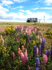 View of flowering plants on land