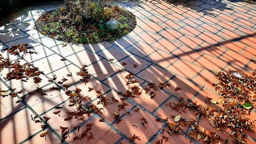 High angle view of leaves on footpath in city