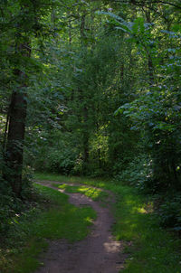 Footpath leading to forest
