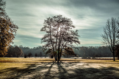 Bare trees on field against sky during winter