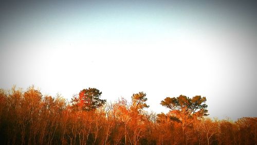 Trees against clear sky