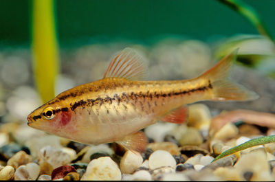 Close-up of fish swimming in sea