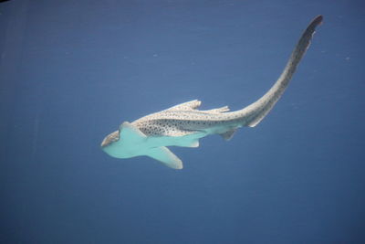 Fish swimming in sea