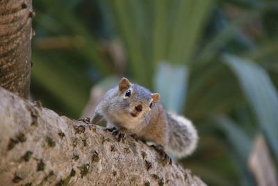 Close-up of squirrel on rock