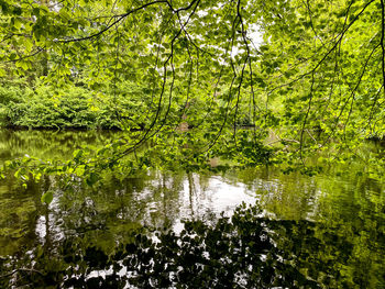 Reflection of trees in lake