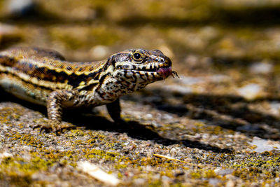 Close-up of lizard on land