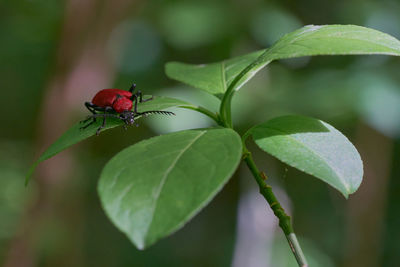 Close-up of insect on leaf