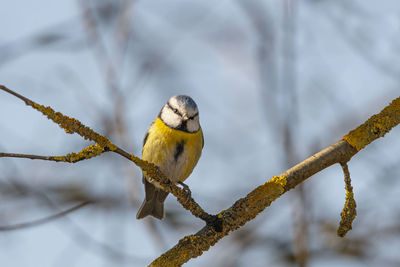 Close-up of bird perching on branch