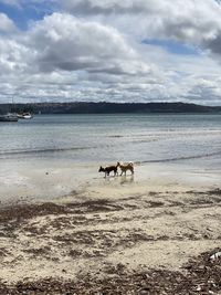 View of horse on beach against sky