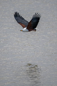 View of birds flying over sea