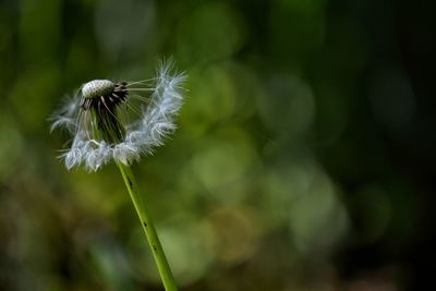 Close-up of dandelion flower