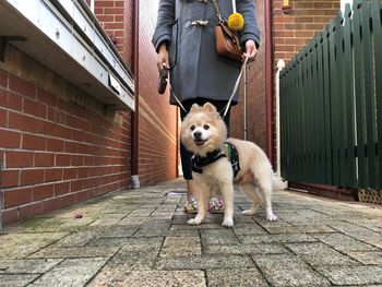 Low section of young woman with dog standing on footpath in city