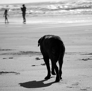 Dog on beach against sky