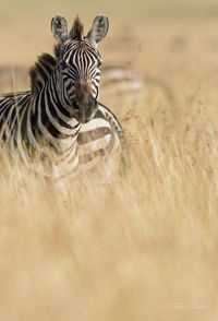 Serengeti national park