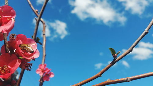 Low angle view of red flowering plant against sky