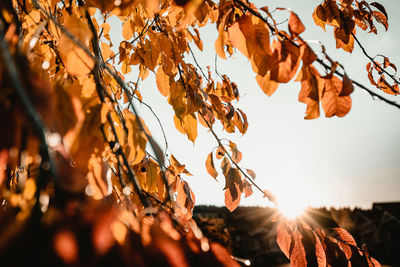 Close-up of autumnal leaves against sky