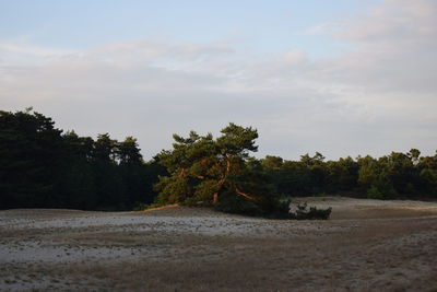 Scenic view of trees on landscape against sky