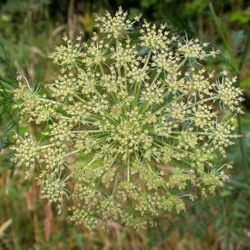 Close-up of plants