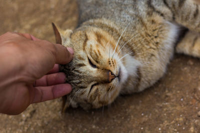 High angle view of hand holding cat