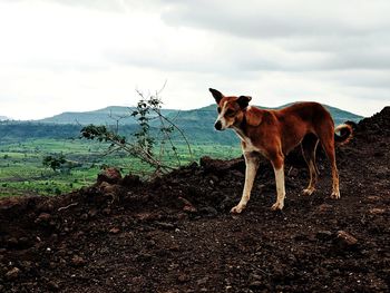 Horse standing in a field