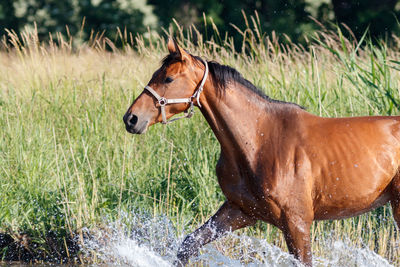 Side view of horse on field