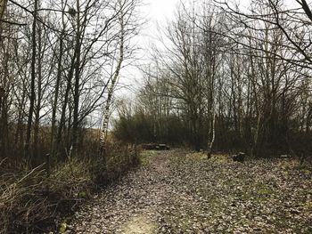 Bare trees in forest against sky