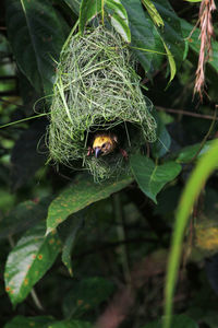 Close-up of insect on plant