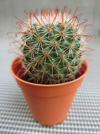 High angle view of succulent plant on table