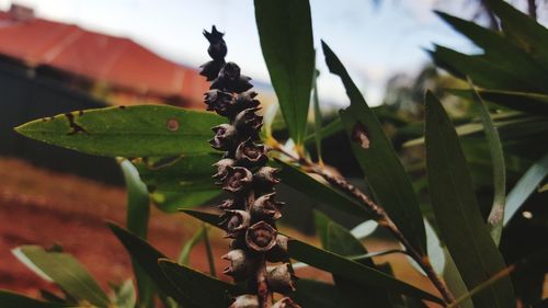 Close-up of plant against sky