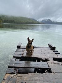 Dog sitting on wood against lake