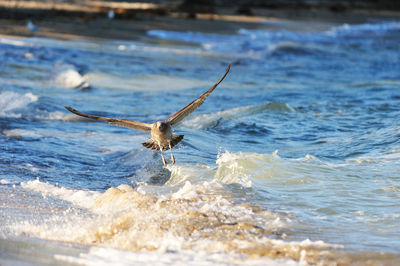 Close-up of bird over sea