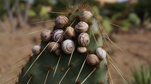 Close-up of snail