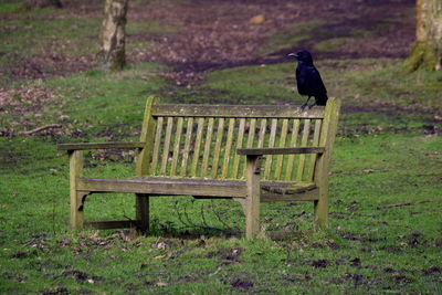 Bird perching on wood