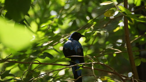 Bird perching on a branch