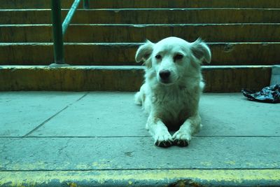 Portrait of dog sitting outdoors