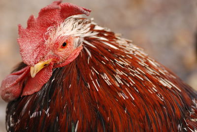 Close-up of rooster