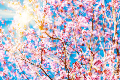 Low angle view of cherry blossom tree