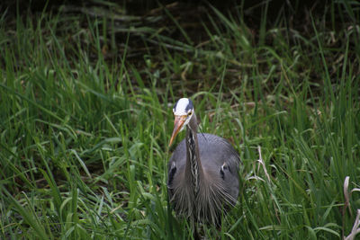 A young great blue heron fishing