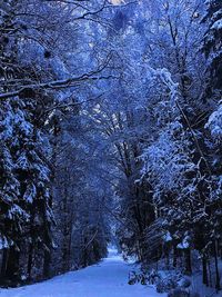 Low angle view of snow covered trees in forest