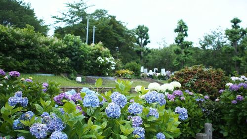 Purple flowers blooming in park