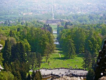 High angle view of trees and plants in forest