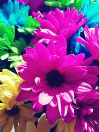Close-up of pink flowers blooming outdoors