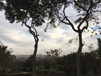 Low angle view of trees against sky