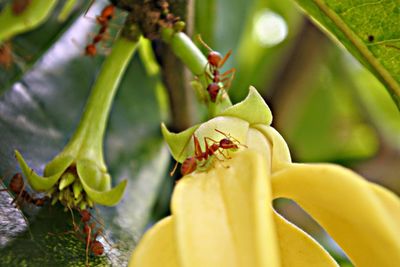 Close-up of insect on flower