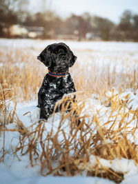 Dog on snow covered land