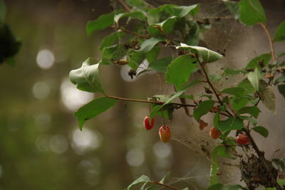 Close-up of nanking cherries growing on plant