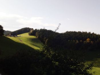 Trees on field against sky