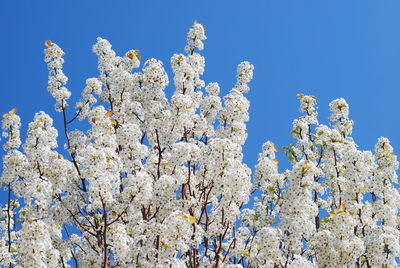 Low angle view of cherry blossom against blue sky