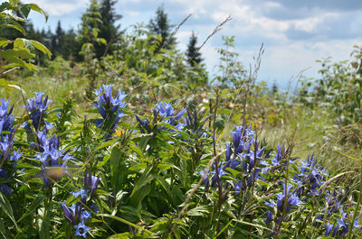 Close-up of purple flowering plants on field