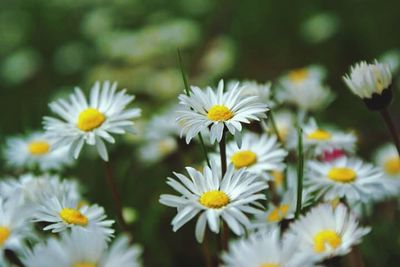 Close-up of white daisy blooming outdoors